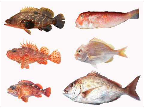 魚の写真